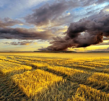 Yellow harvest field. Autumn landscape.の写真素材
