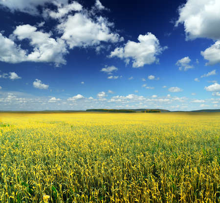 Yellow rye field. Autumn landscape.の写真素材