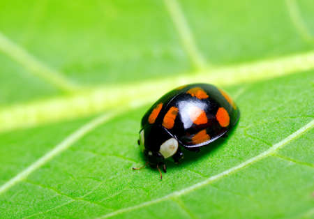Ladybug on the green leaf.の写真素材