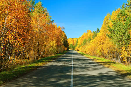 Road in golden autumn forest.の写真素材