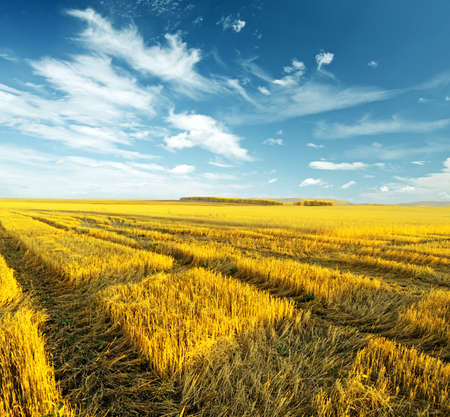 Yellow harvest field. Autumn landscape.の写真素材
