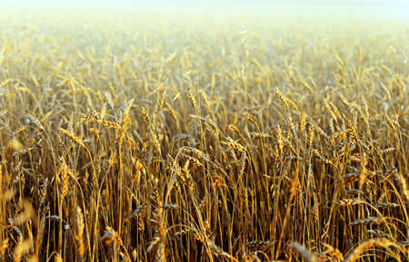 Yellow rye field. Autumn landscape.の写真素材