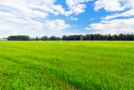 Summer landscape. Field and sky.の写真素材