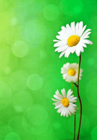 Daisy flowers on green background.の写真素材