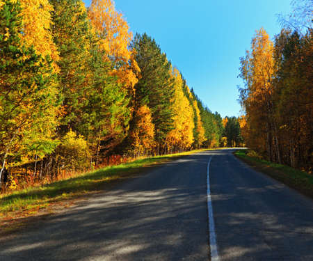 Road in golden autumn forest.の写真素材