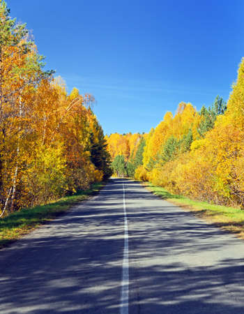 Road in golden autumn forest.の写真素材