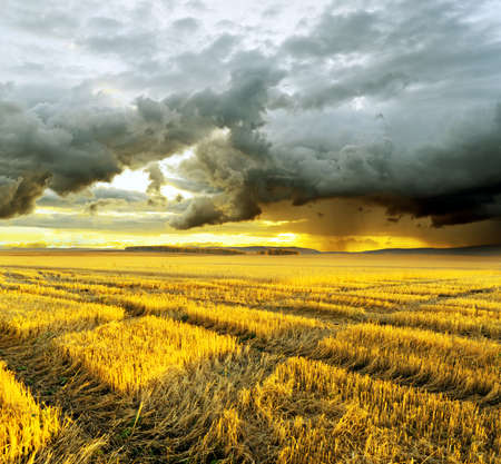 Yellow harvest field. Autumn landscape.の写真素材