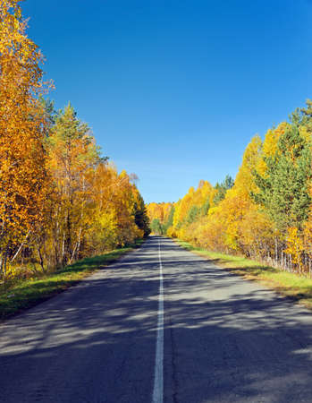 Road in golden autumn forest.の写真素材