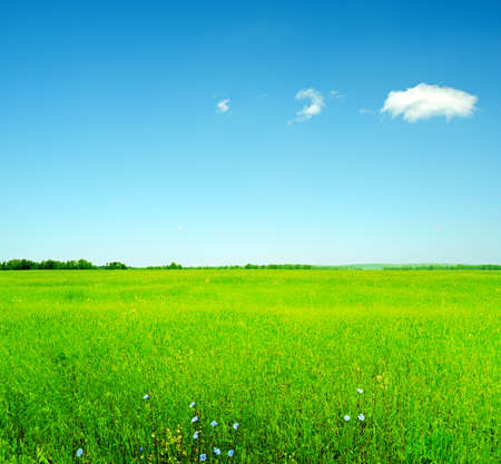 Summer landscape. Sky and green grass. の写真素材