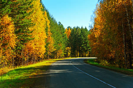 Road in golden autumn forest.の写真素材
