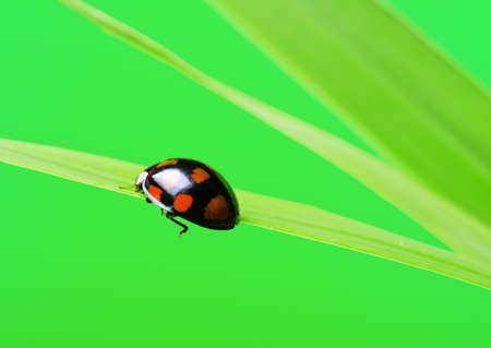 Ladybug on the green leaf.の写真素材