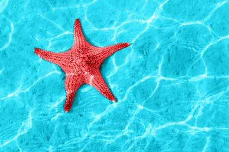 Starfish in blue water with light reflection.の写真素材
