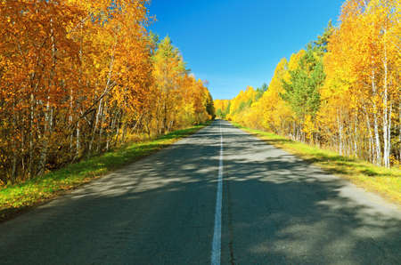 Road in golden autumn forest.の写真素材