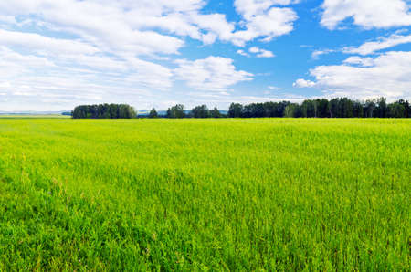 Summer landscape. Field and sky.の写真素材