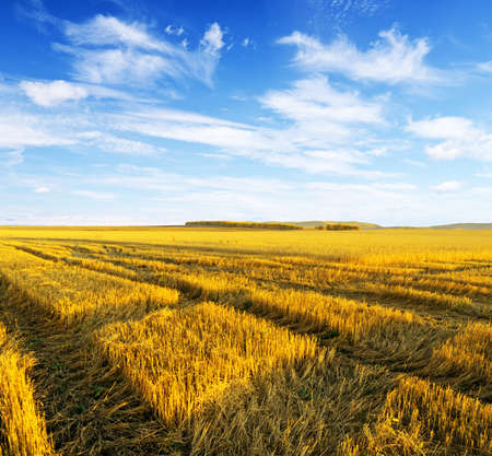 Yellow harvest field. Autumn landscape.の写真素材