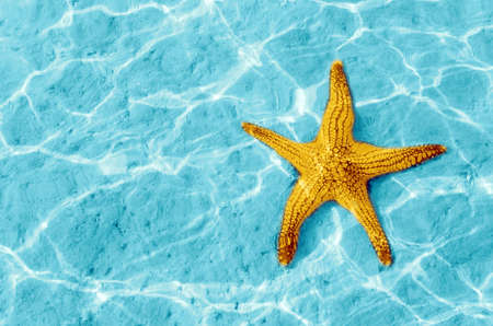 Starfish in blue water with light reflection.の写真素材