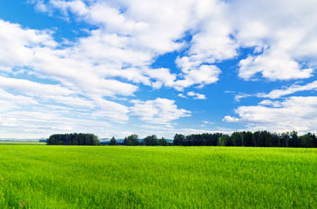 Summer landscape. Field and sky.の写真素材
