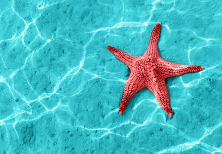 Starfish in blue water with light reflection.の写真素材