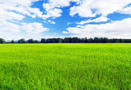 Summer landscape. Field and sky.の写真素材