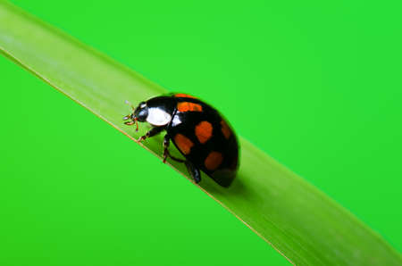 Ladybug on the green leaf.の写真素材