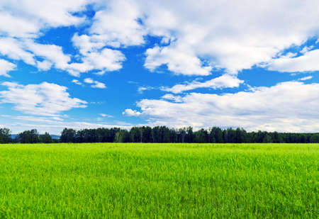 Summer landscape. Field and sky.の写真素材