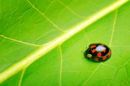 Ladybug on the green leaf.の写真素材