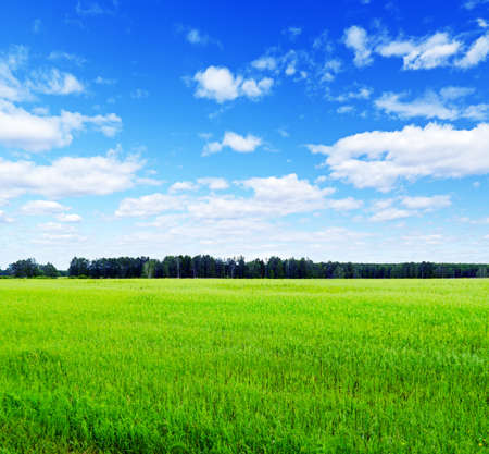 Summer landscape. Field and sky.の写真素材