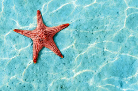Starfish in blue water with light reflection.の写真素材