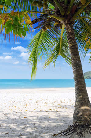 Green tree on a white sand beach.の写真素材