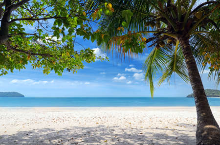 Green tree on a white sand beach.の写真素材