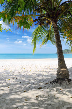 Green tree on a white sand beach の写真素材