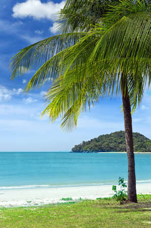 Green tree on a white sand beach の写真素材