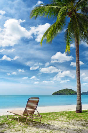 Green tree on a white sand beach の写真素材