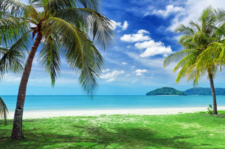 Green tree on a white sand beach の写真素材