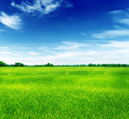 Summer landscape  Green grass and blue sky の写真素材