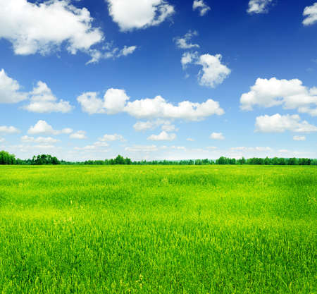 Summer landscape. Green grass and blue sky.の写真素材