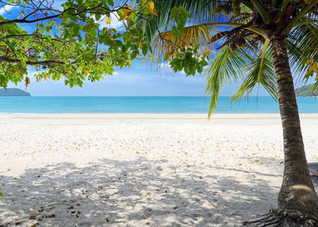 Green tree on a white sand beach の写真素材