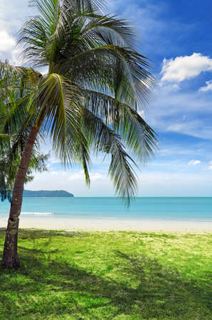 Green tree on a white sand beach の写真素材