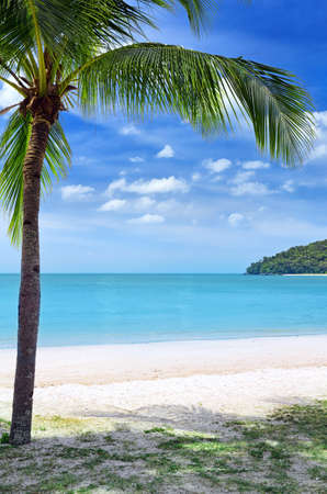 Green tree on a white sand beach の写真素材