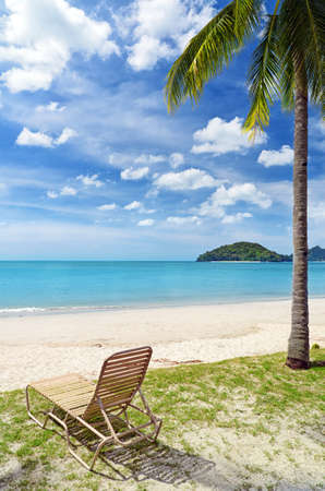 Green tree on a white sand beach の写真素材