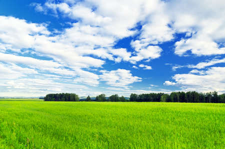 Summer landscape. Field and sky.の写真素材