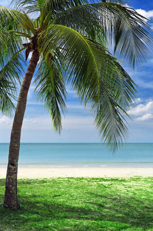 Green tree on a white sand beach.の写真素材