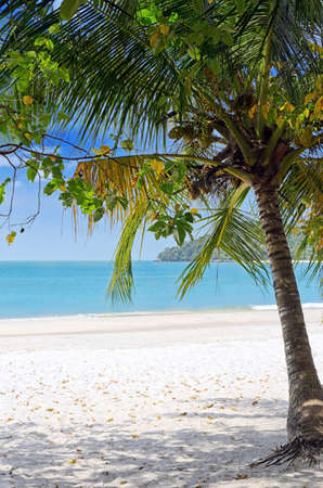 Green tree on a white sand beach.の写真素材