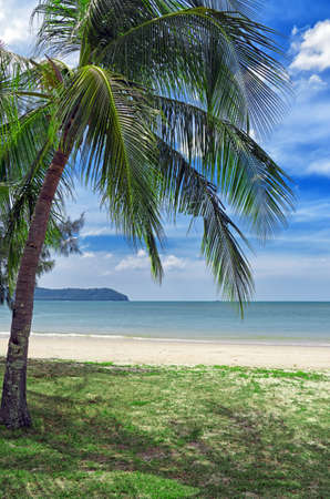 Green tree on a white sand beach の写真素材