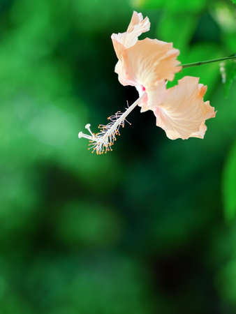 Hibiscus flower on a green background.の写真素材
