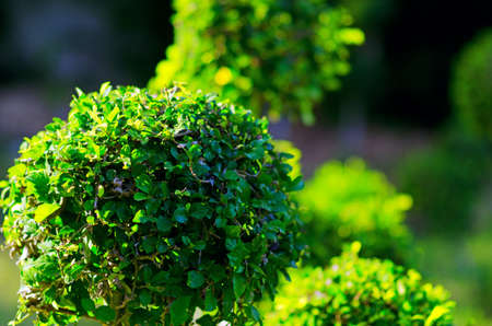 Trimmed bushes in a garden.の写真素材