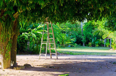 Ladder under a big tree.