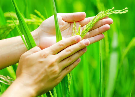 Green rice in woman's hands.の写真素材