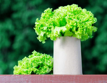 Fresh lettuce in paper bag.の写真素材