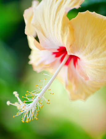 Hibiscus flower on a green background.の写真素材